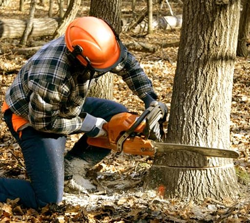 Tree Removal in South Rockwood, MI